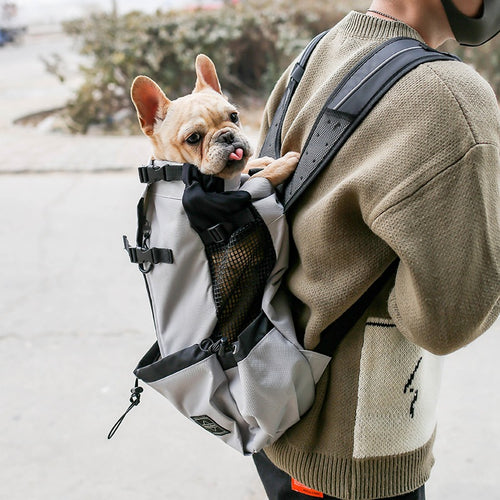 Person carrying a small dog in a backpack on a street.